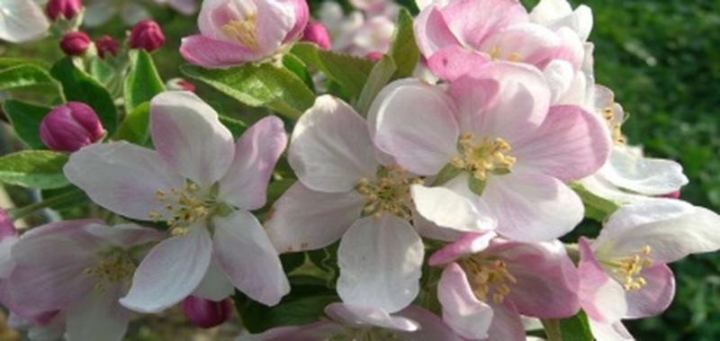 Settimana dei fiori di melo