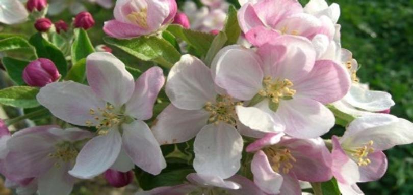 Settimana dei fiori di melo