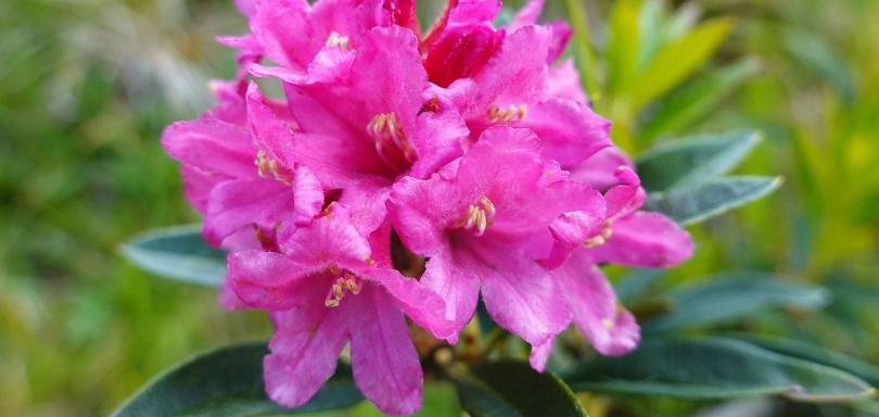 Settimana dei fiori di rosa alpina