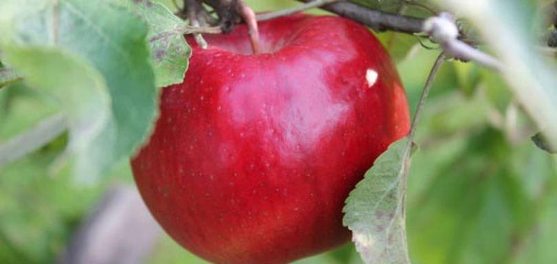 Settimane delle mele